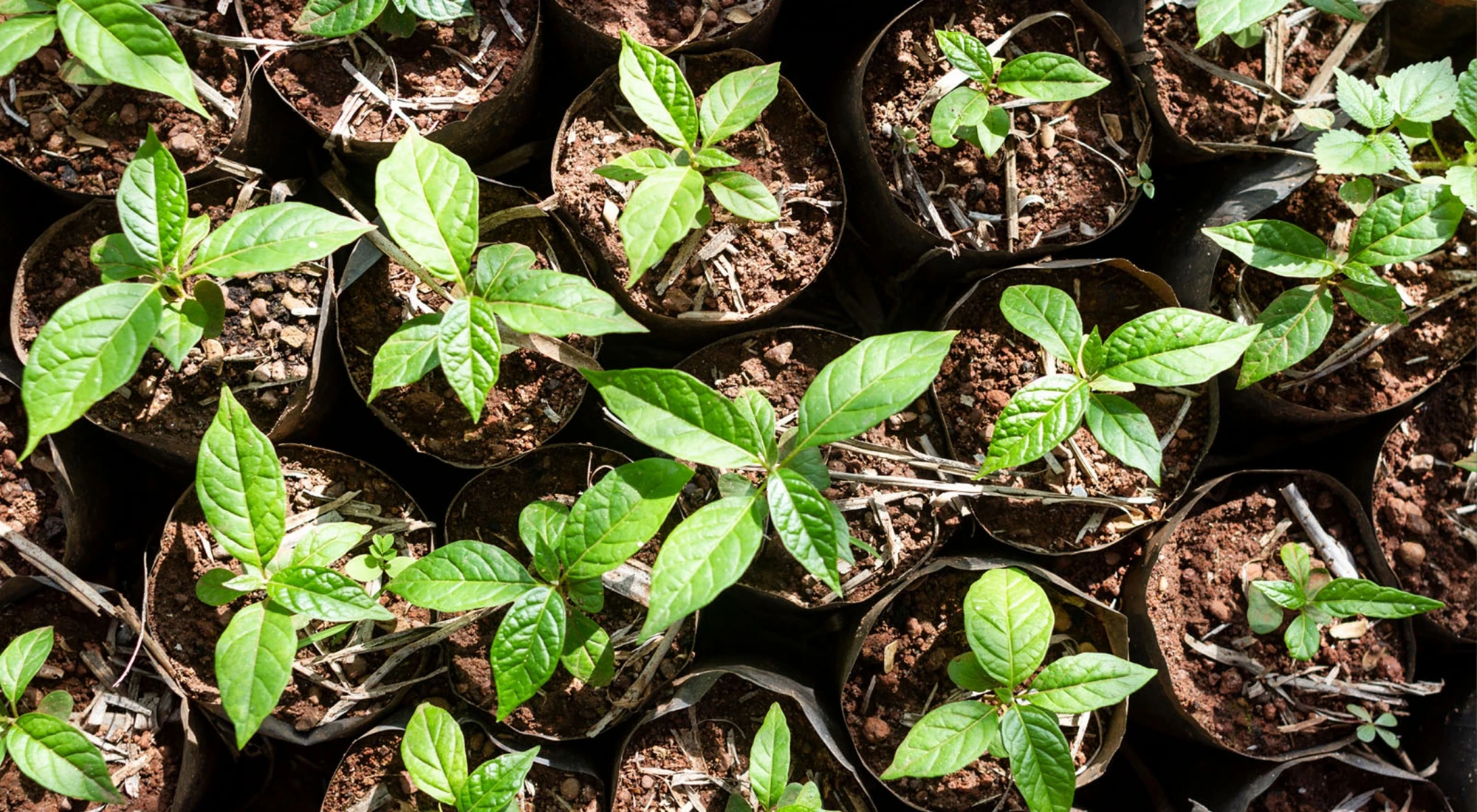 Les forêts ALPI au Cameroun obtiennent la certification FSC®